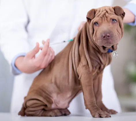 Brown dog is getting a shot in the back from a Veterinarian on a clinic table. 